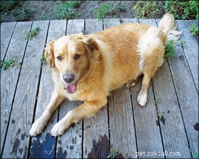 Revolutionary Surgery Offers Hope for Dogs with Pituitary-Dependent Cushing’s Disease