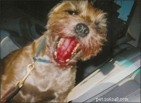 Essential Blood Transfusion Care for Dogs