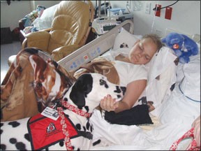 Latest Findings on Low Uric Acid Dalmatians: Breed Health & Genetic Success