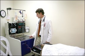 Groundbreaking Canine BMTs: A New Hope for Lymphoma Treatment