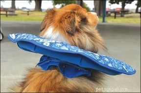 Top Comfortable Alternatives to the Traditional Dog Cone