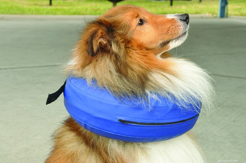 Top Comfortable Alternatives to the Traditional Dog Cone