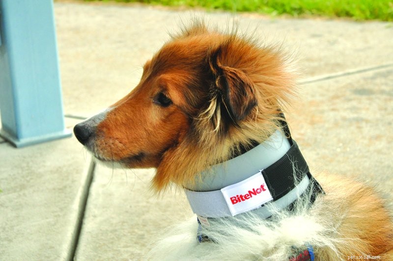 Top Comfortable Alternatives to the Traditional Dog Cone