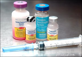 Prevent Over-Vaccination in Dogs: Expert Guidance for Safe Immunization