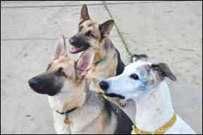 Uncovering Breed-Specific Causes of Death in Dogs: A 20-Year Retrospective Analysis