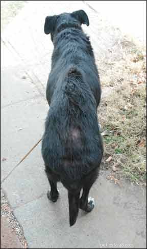 Understanding Canine Allergies: Causes, Diagnosis, and Proven Treatments