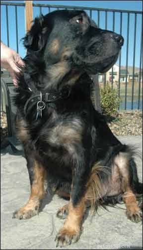 Understanding Canine Allergies: Causes, Diagnosis, and Proven Treatments