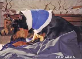 Is a Second Opinion Worth It? Choosing the Right Surgical Path for Your Dog