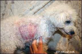 Choosing the Right Allergy Test for Your Dog: Avoiding Common Pitfalls