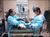 Daisy s Chemotherapy Journey: A Day at the Veterinary Clinic