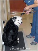 Daisy s Chemotherapy Journey: A Day at the Veterinary Clinic