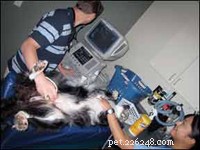 Daisy s Chemotherapy Journey: A Day at the Veterinary Clinic