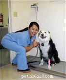 Daisy s Chemotherapy Journey: A Day at the Veterinary Clinic