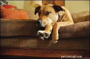 Understanding and Treating Symmetrical Lupoid Onychodystrophy (SLO) in Dogs