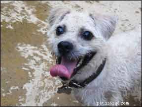 Understanding and Treating Symmetrical Lupoid Onychodystrophy (SLO) in Dogs