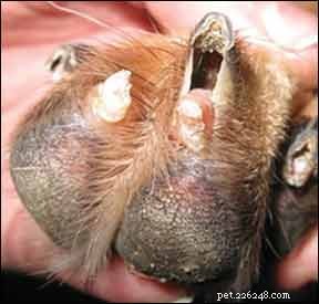 Understanding and Treating Symmetrical Lupoid Onychodystrophy (SLO) in Dogs