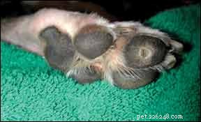 How to Safely Treat Corns and Warts in Dogs