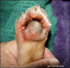 How to Identify and Treat Common Skin Conditions in Dogs