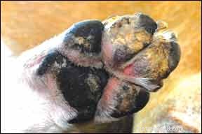 How to Identify and Treat Common Skin Conditions in Dogs