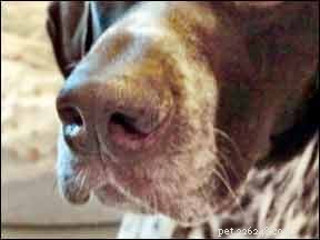 How to Identify and Treat Common Skin Conditions in Dogs
