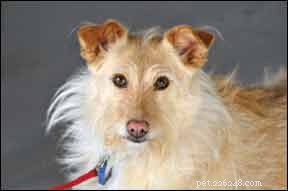 How to Identify and Treat Common Skin Conditions in Dogs