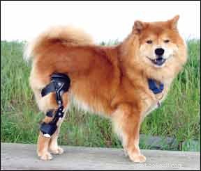 Training Your Dog for Orthopedic Brace Casting – A Step‑by‑Step Guide