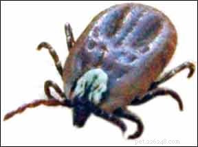 New Lyme Disease Test for Dogs: Detects Infection & Stage from One Blood Sample