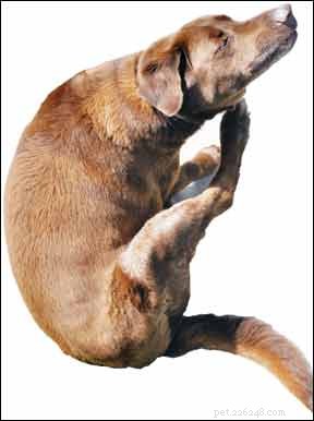 Banfield Report Highlights Top Dog Diseases & Rising Trends