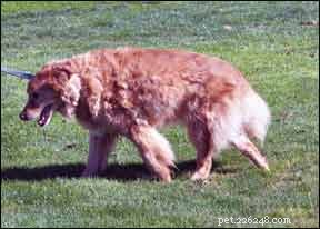 Heartworm Preventatives Show Reduced Effectiveness Amid Growing Drug Resistance
