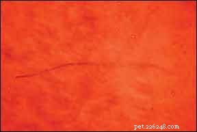 Heartworm Preventatives Show Reduced Effectiveness Amid Growing Drug Resistance