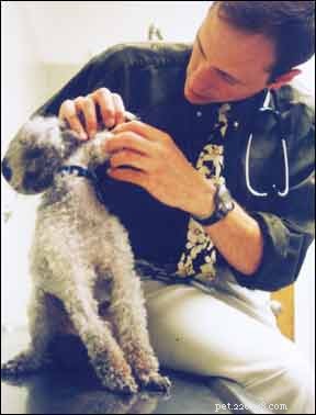 A Step-by-Step Guide to Conducting a Home Health Check for Your Dog
