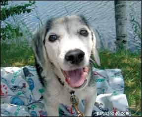 How to Diagnose Cushing’s Disease in Dogs: Expert Tips & Reliable Tests
