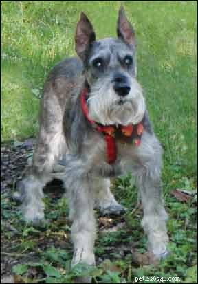 How to Diagnose Cushing’s Disease in Dogs: Expert Tips & Reliable Tests