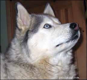 Safe & Effective Complementary Care for Dogs with Cushing s Disease