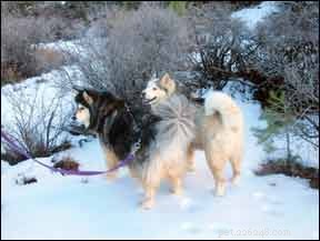Safe & Effective Complementary Care for Dogs with Cushing s Disease