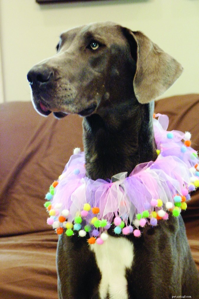 Addison’s Disease in Dogs: How to Detect Early & Treat Effectively