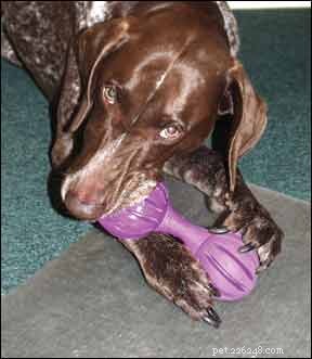 Chewing Boosts Your Dog s Dental Health: Why It Matters