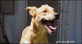 Expert Guide: Proper Dental Care for Your Dog