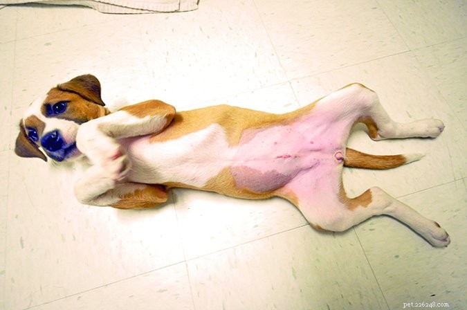 Spaying & Neutering Your Dog: What You Need to Know About the Risks & Benefits