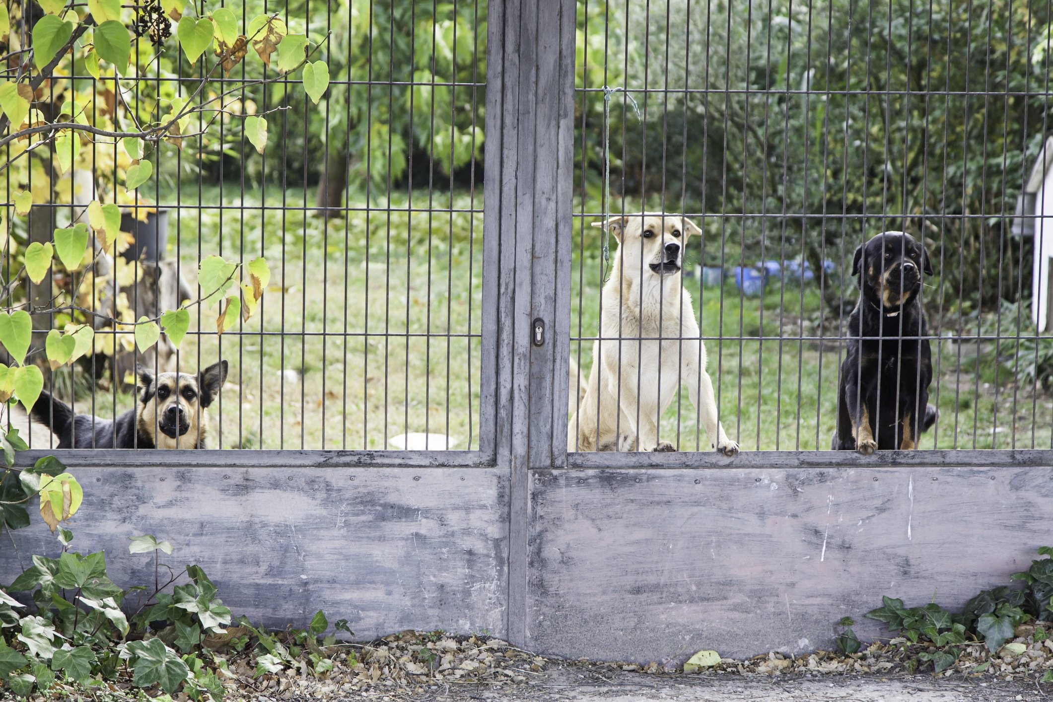 Should You Keep Your Dog Intact? Key Considerations for Responsible Pet Ownership