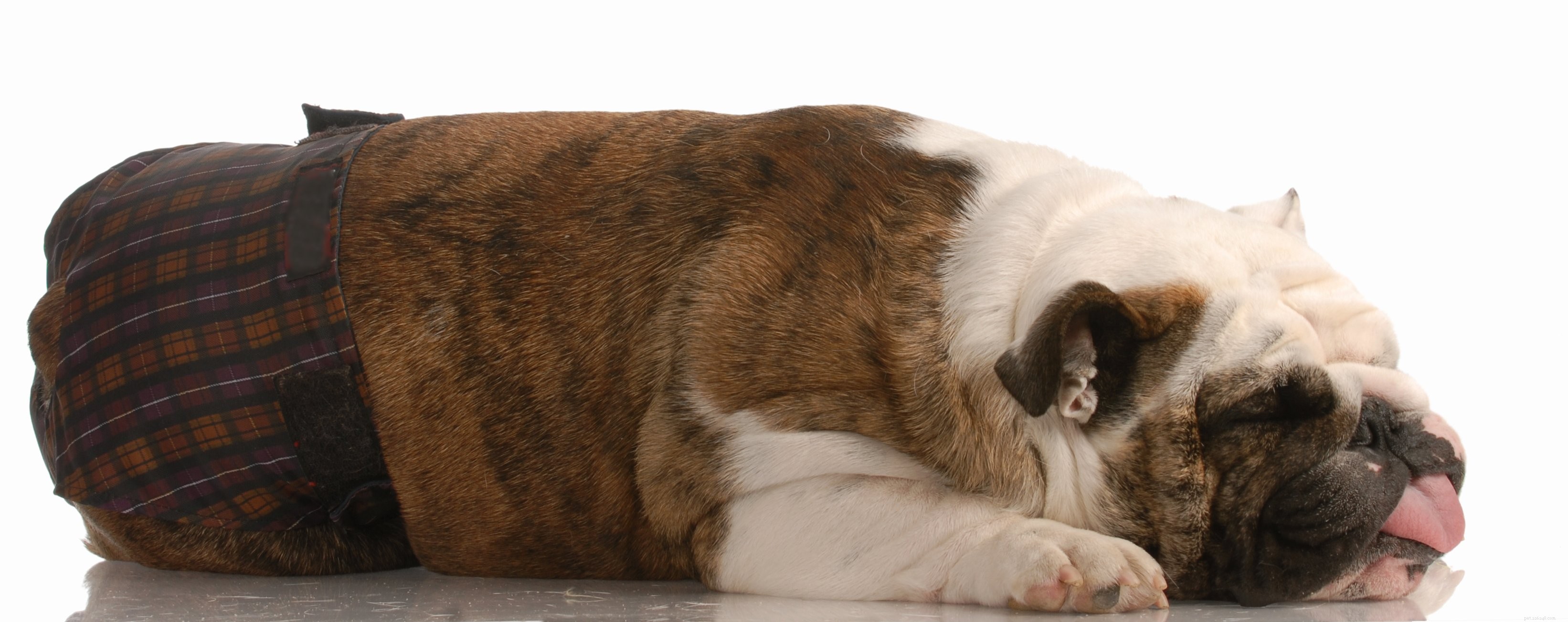 Should You Keep Your Dog Intact? Key Considerations for Responsible Pet Ownership