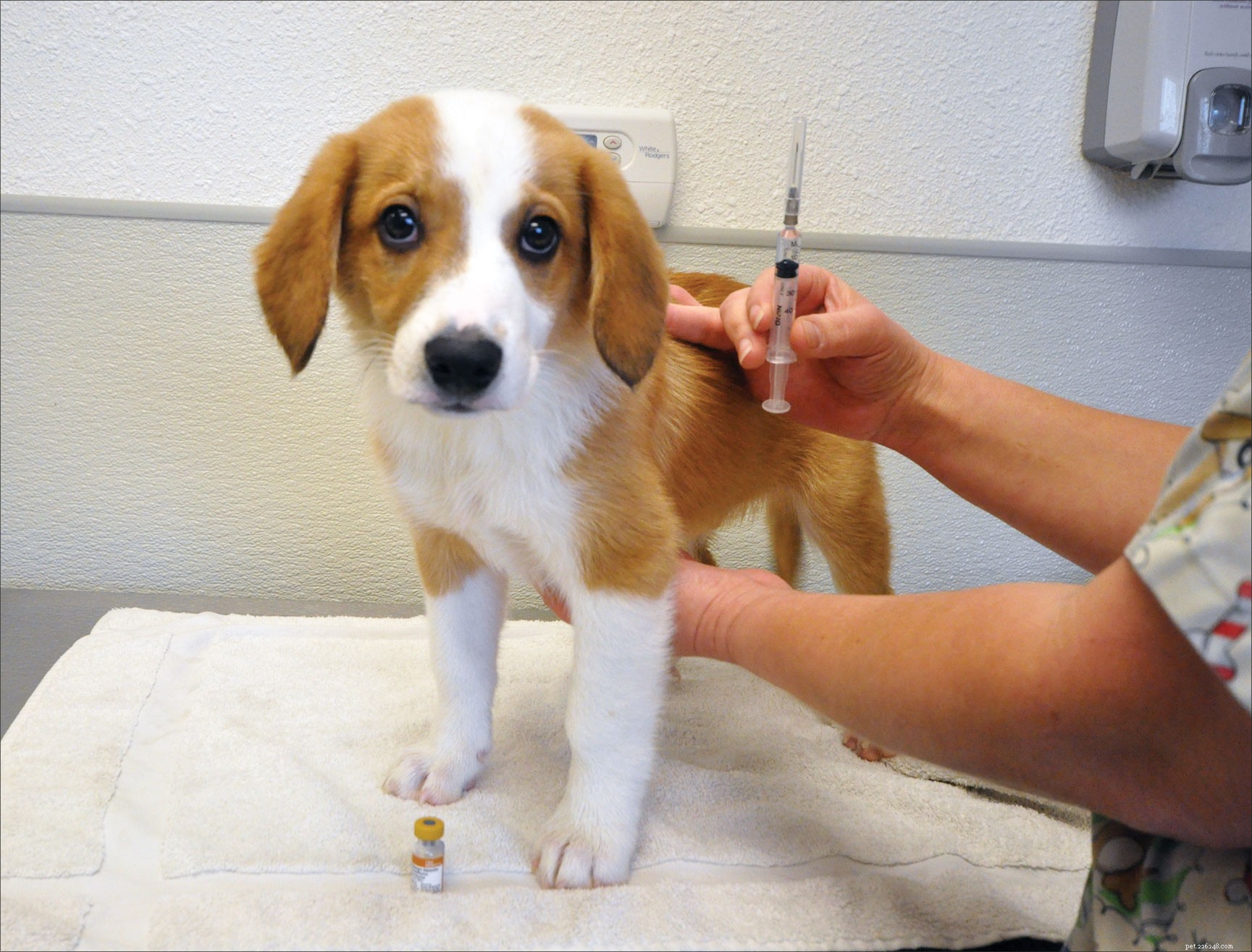 Canine Adenovirus Resurgence: Why Vaccination Matters