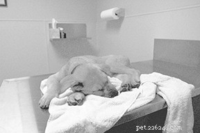 Canine Adenovirus Resurgence: Why Vaccination Matters