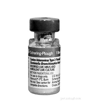 Canine Adenovirus Resurgence: Why Vaccination Matters