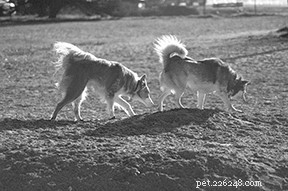 Canine Adenovirus Resurgence: Why Vaccination Matters
