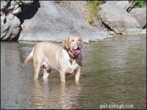 Effective Treatment Plans for Dog Lipomas: Safe & Proven Solutions