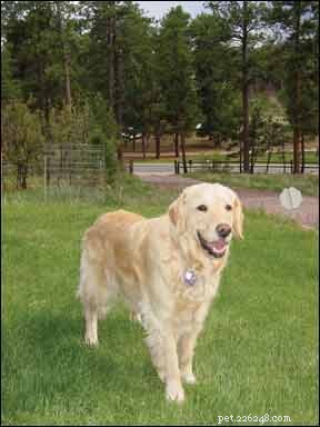 Effective Treatment Plans for Dog Lipomas: Safe & Proven Solutions