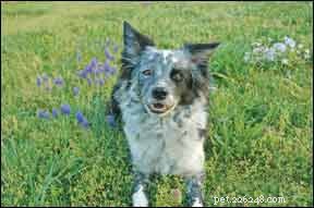 Effective Treatment Plans for Dog Lipomas: Safe & Proven Solutions