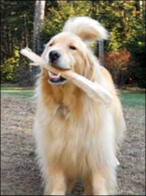 Effective Treatment Plans for Dog Lipomas: Safe & Proven Solutions