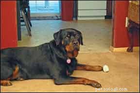 Effective Treatment Plans for Dog Lipomas: Safe & Proven Solutions